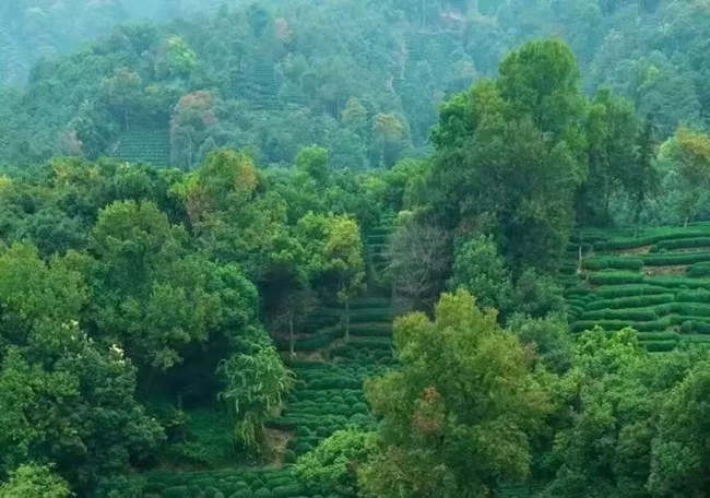 午子仙毫茶保存方法步驟,陜西午子仙毫茶怎么泡茶好喝