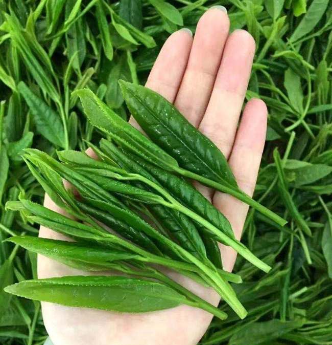 黃山特產太平猴魁怎么樣，安徽太平猴魁茶圖片簡介