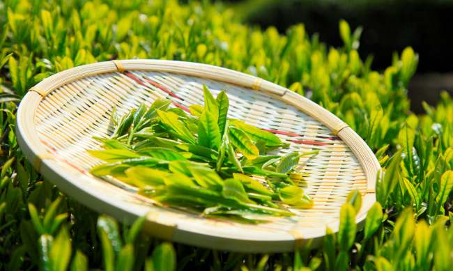 黃山毛峰生成環境怎么樣，黃山毛峰茶核心產區介紹