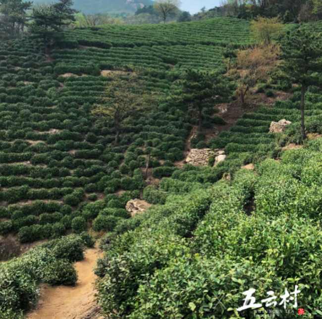 綠茶信陽毛尖茶怎么樣，河南信陽毛尖茶圖片簡介