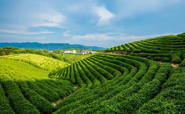 都勻毛尖茶生長環境怎么樣,貴州特產都勻毛尖茶核心產區在哪里