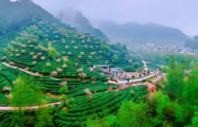 龍頂茶生長環境怎么樣,浙江龍頂茶核心產區在哪里