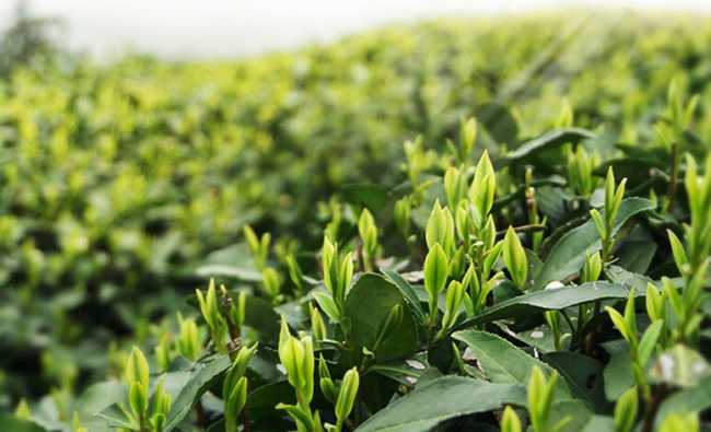 龍頂茶沖泡方法技巧,開化龍頂茶怎么泡茶好喝