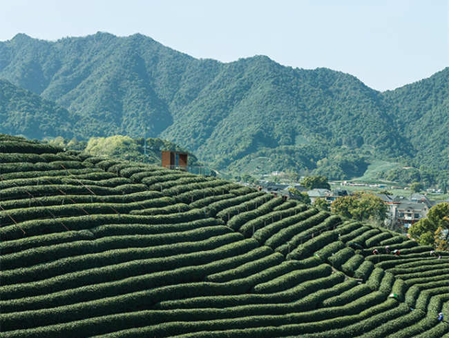 杭州西湖龍井茶怎么樣,茗茶西湖龍井茶圖片簡介