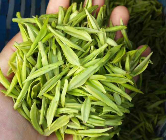 南京雨花臺區安吉白茶專賣店，雨花臺區安吉白茶【圖片、價格、原產地】