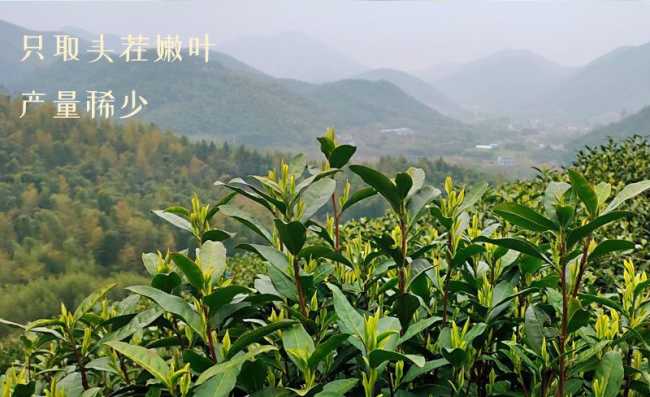 德清莫干黃芽怎么樣,黃茶莫干黃芽圖片簡介