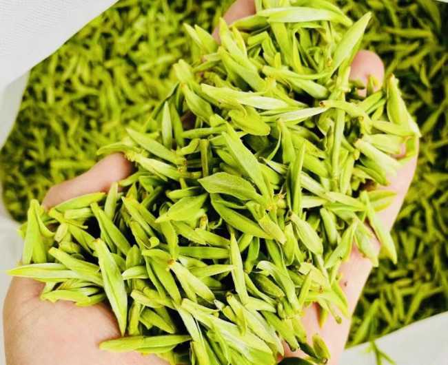 德清莫干黃芽怎么樣,黃茶莫干黃芽圖片簡介