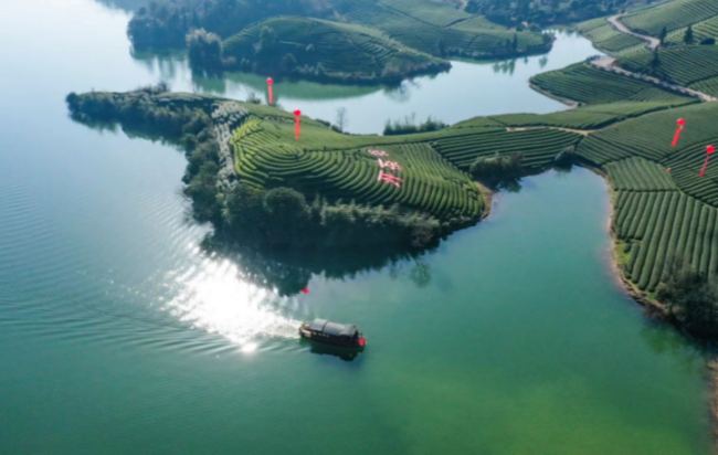 武陽春雨茶生長環境怎么樣,武陽春雨茶核心產區在哪里