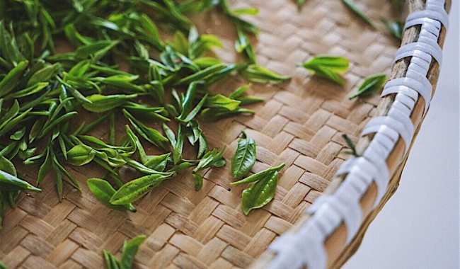 華頂云霧茶生長環境怎么樣，綠茶華頂云霧茶核心產區在哪里