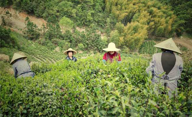 浙江蘭溪毛峰茶怎么樣，金華蘭溪毛峰茶圖片簡介