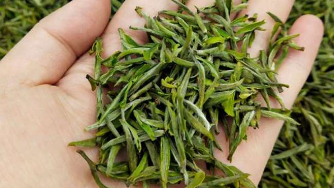 浙江蘭溪毛峰茶怎么樣，金華蘭溪毛峰茶圖片簡介