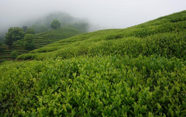 杭州特產建德苞茶怎么樣，浙江建德苞茶圖片簡介