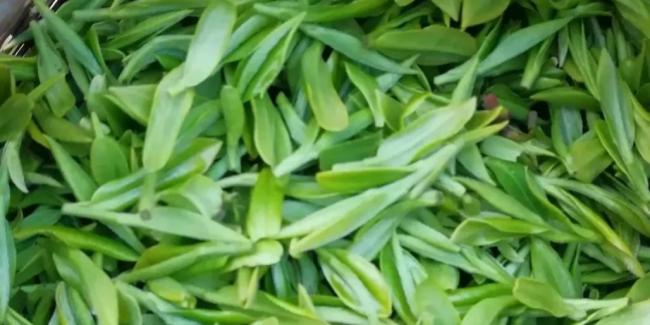 杭州特產建德苞茶怎么樣，浙江建德苞茶圖片簡介