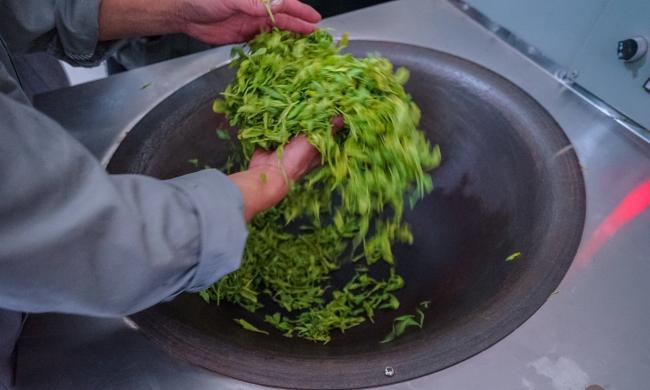 建德苞茶屬于什么茶，浙江建德苞茶歷史由來簡介