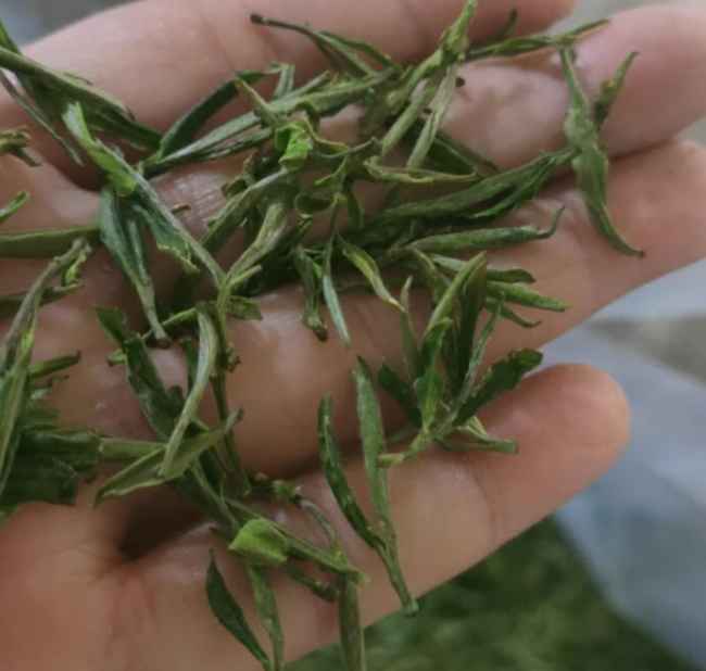 臨安特產天目青頂茶怎么樣，杭州天目云霧茶圖片簡介