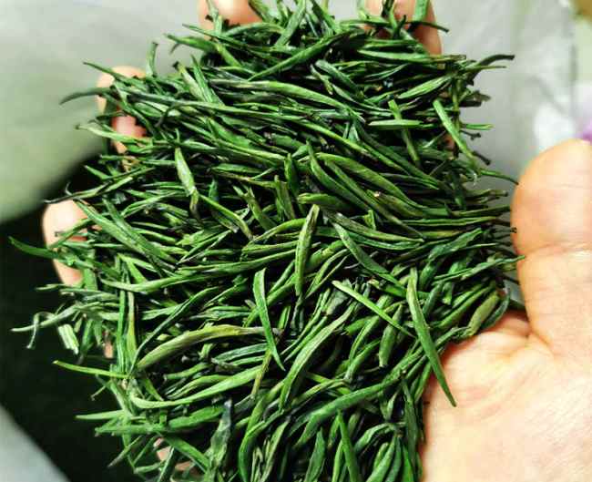 貴州特產湄潭翠芽茶怎么樣，遵義茗茶湄潭翠芽茶圖片簡介