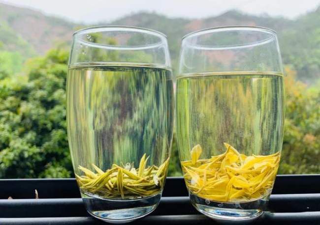 遠安黃茶的功效與作用，遠安黃茶營養價值有哪些