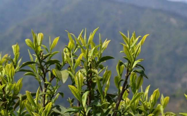 湖北遠安黃茶屬于什么茶，遠安黃茶歷史由來簡介