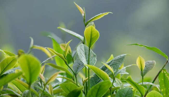 廣東大葉青茶品牌有哪些，廣東大葉青茶價格多少錢一斤