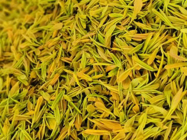 廣東大葉青茶屬于什么茶，廣東大葉青茶歷史由來簡介