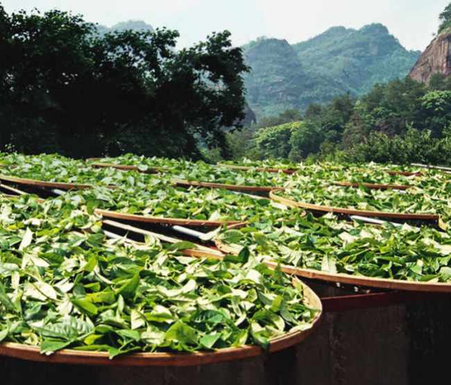 紅茶正山小種的生長環境怎么樣，福建正山小種核心產區在哪里
