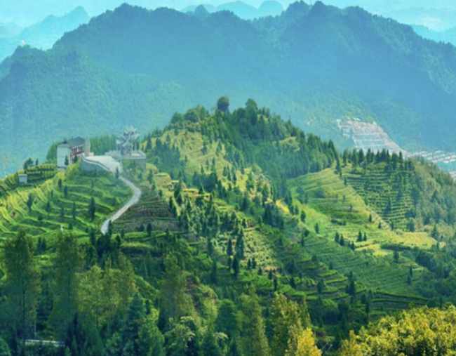 祁門紅茶生長環境怎么樣，正宗祁門紅茶核心產區在哪里