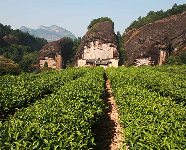 紅茶金駿眉生長環境怎么樣，金駿眉核心產區在哪里
