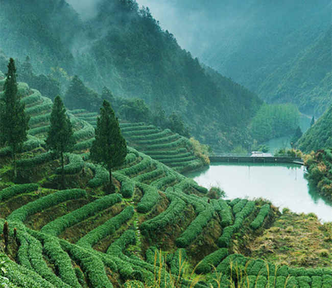 云南滇紅茶怎么樣，滇紅茶圖片簡介