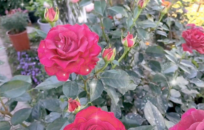 月季枝條怎么修剪，月季花養殖修剪方法