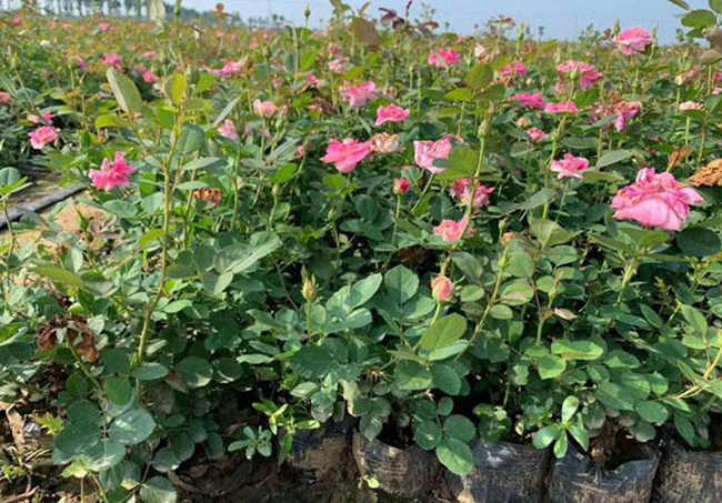 網購月季小苗需要洗根才能成活？提升月季花小苗成活率