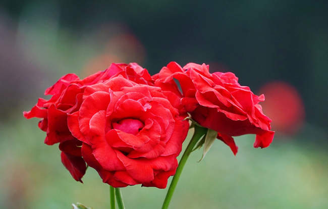 夏季、秋季種植歐月月季花注意事項技術分享