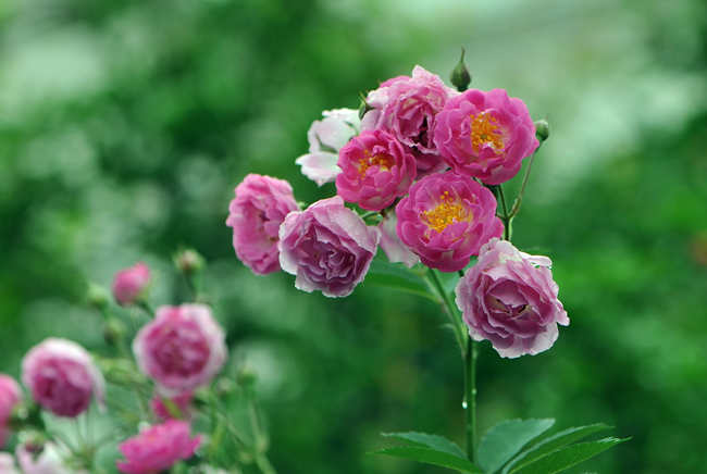 月季花養護修剪方法步驟