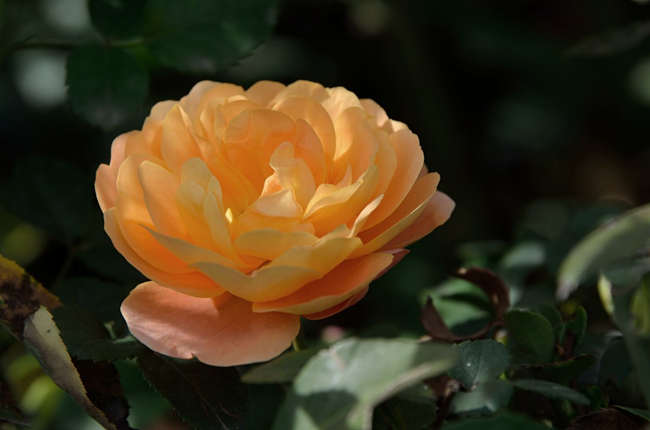 月季苗帶花苞好不好,月季花苗怎么買