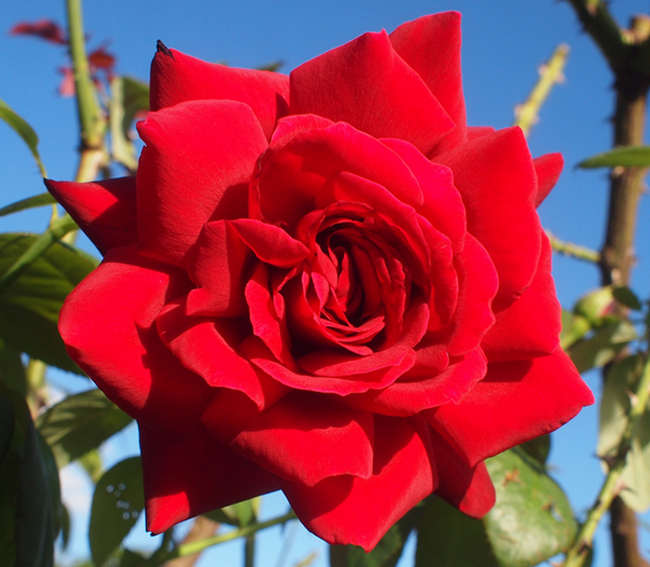 早熟歐月月季苗期管理方法策略