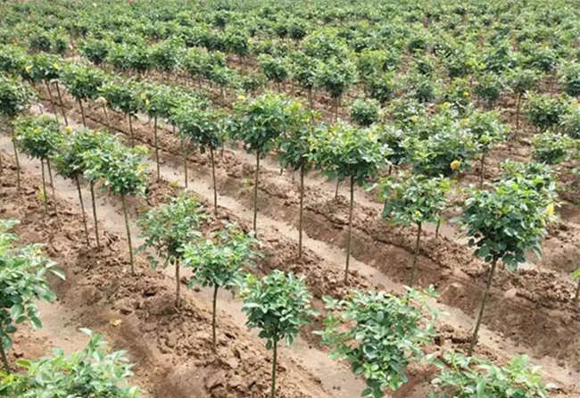 月季種植技術：高效嫁接方法步驟詳解