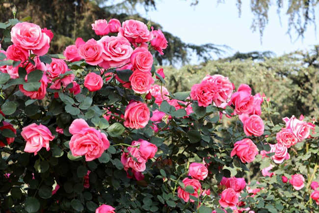 月季花的精心修剪藝術:塑造繁茂與美麗的秘訣