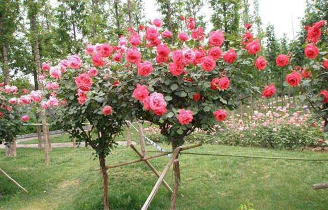 樹狀月季嫁接后養護方法，樹狀月季花怎么種植