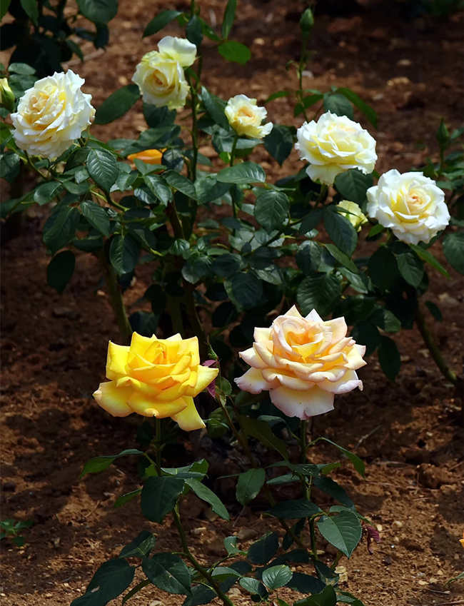 盆栽月季花種植方法步驟及注意事項