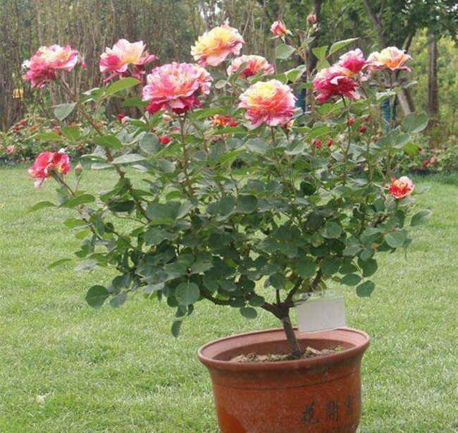 盆栽月季花澆水方法，家庭月季花怎么澆水