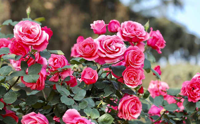 樹狀月季花怎么澆水，樹狀月季花施肥方法