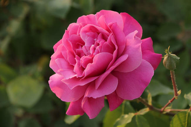 藤本月季嫁接方法技術，藤本月季花怎么嫁接