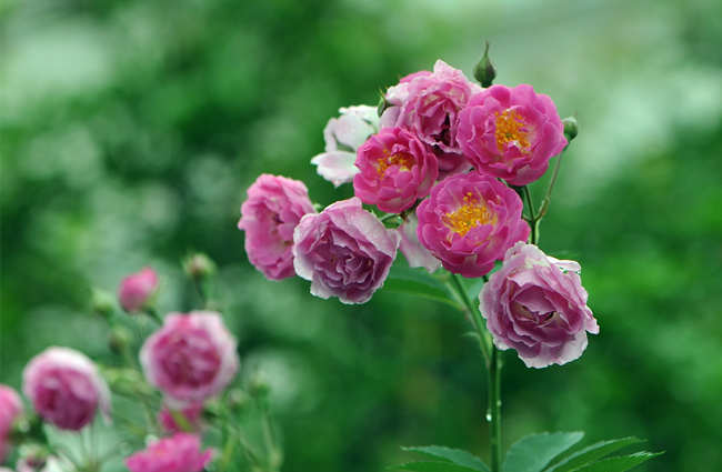 月季盆栽養護施肥技巧，盆栽月季花怎么施肥