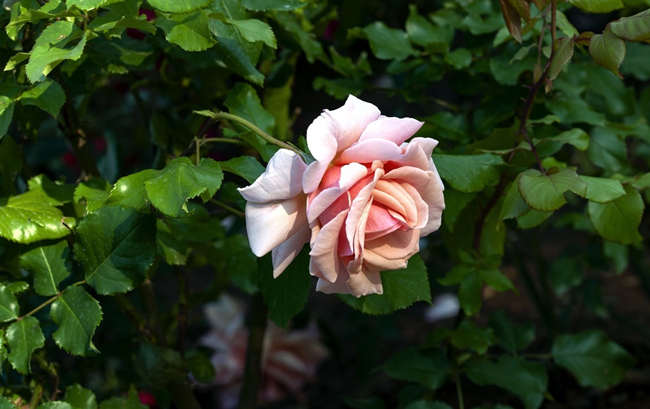 月季花怎么種植，月季花的種植方法注意事項