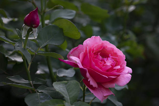 月季花修剪以后怎么施肥,家庭月季修剪施肥方法