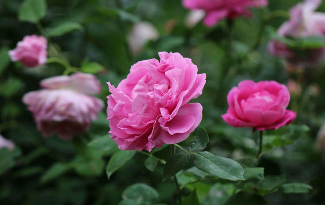 秋雨后月季移栽盆栽指南：因地制宜，科學決策