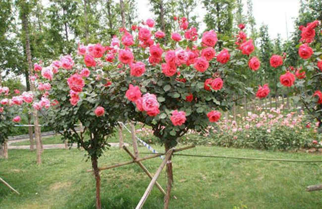 樹狀月季花什么時候嫁接，樹狀月季嫁接時間技巧