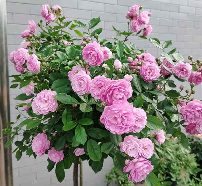 月季老化防治與養護優化指南，月季開花變少了怎么辦