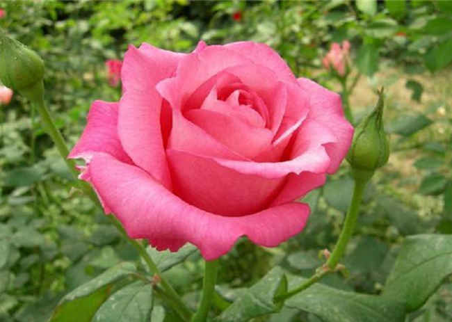 四季紅月季怎么種植，四季紅月季培栽技術