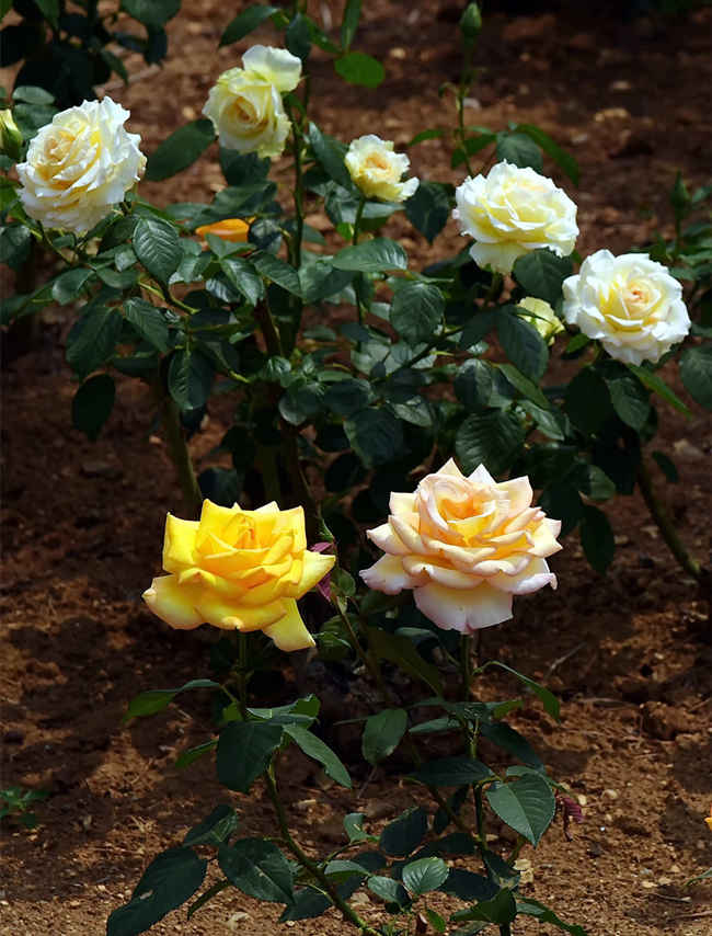 月季樹保花關鍵技術：塑造完美樹形，提升觀賞與產量