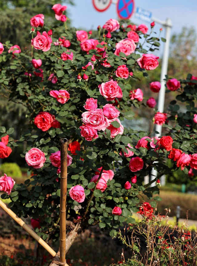 種植月季花需要注意什么，月季種植技巧有哪些